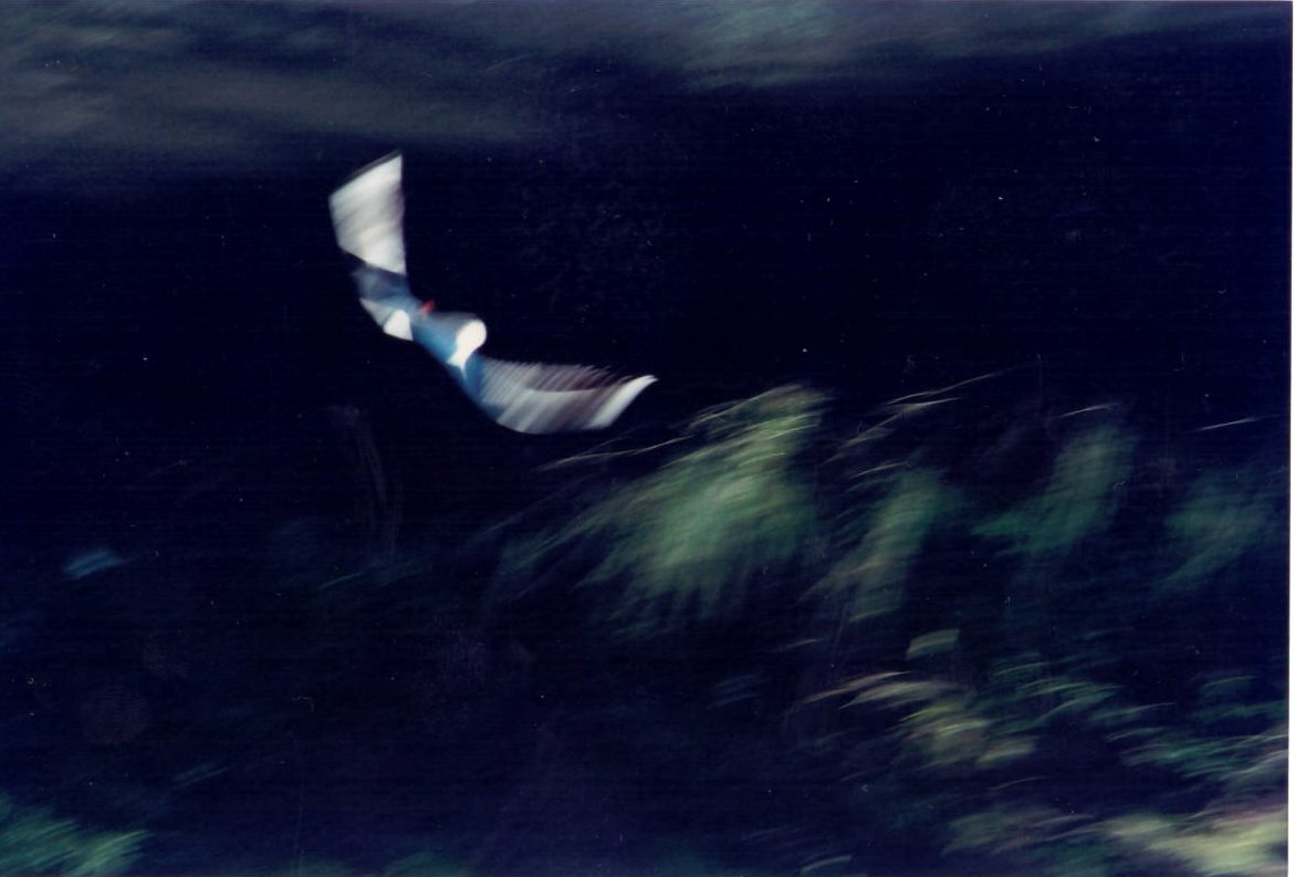Fogli di carta in volo, mosso notturno